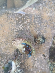 Calcinus elegans
