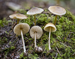 Entoloma cetratum