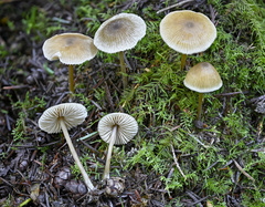 Entoloma cetratum