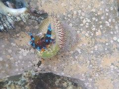 Calcinus elegans