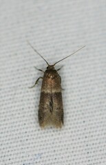 Moodna pallidostrinella