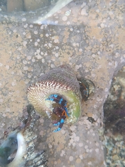 Calcinus elegans