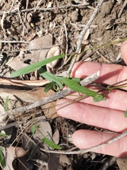 Aristolochia meridionalis