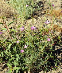 Clarkia lassenensis