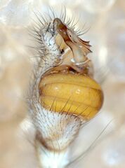 Tetragnatha versicolor