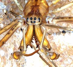 Tetragnatha versicolor