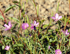 Clarkia lassenensis