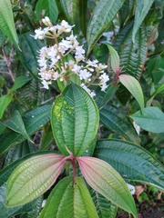 Miconia laevigata