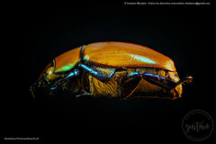 Pelidnota soederstroemi