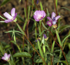 Clarkia lassenensis