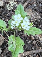 Cardamine breweri