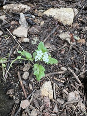 Cardamine breweri
