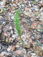 Platanthera michaelii