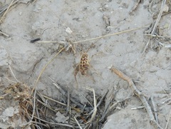 Ceuthophilus pallidus