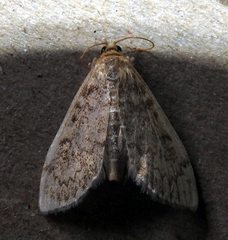 Anania quebecensis