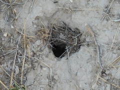 Ceuthophilus pallidus