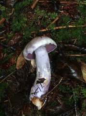 Cortinarius camphoratus