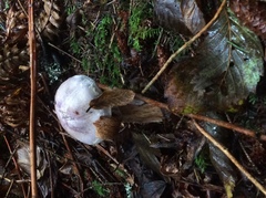 Cortinarius camphoratus