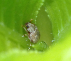 Demotina modesta