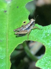 Batrachideini