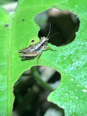 Batrachideini