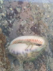 Clibanarius eurysternus