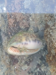 Clibanarius eurysternus