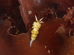 Diaphoreolis flavovulta