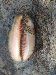 Clibanarius eurysternus