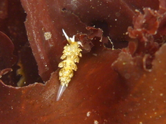Diaphoreolis flavovulta