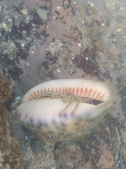 Clibanarius eurysternus