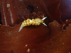 Diaphoreolis flavovulta