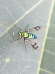 Condylostylus patibulatus