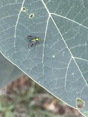 Condylostylus patibulatus