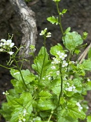 Cardamine breweri