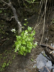 Cardamine breweri