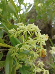 Epidendrum melistagum