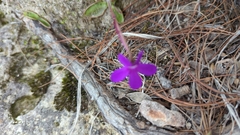 Pinguicula oblongiloba