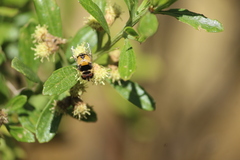 Palpada pusilla