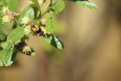 Palpada pusilla