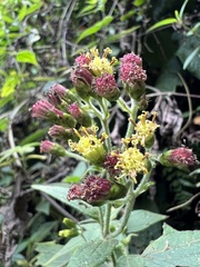 Alloispermum
