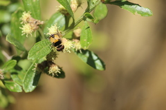 Palpada pusilla