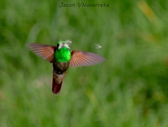 Saucerottia beryllina