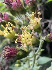 Alloispermum