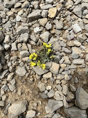 Physaria didymocarpa