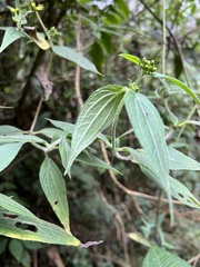 Alloispermum