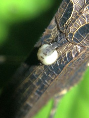 Forcipomyia ixodoides