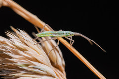 Megaloceroea recticornis