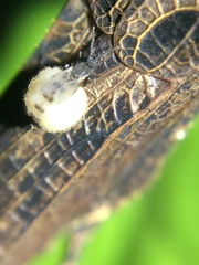 Forcipomyia ixodoides