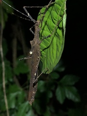 Forcipomyia ixodoides